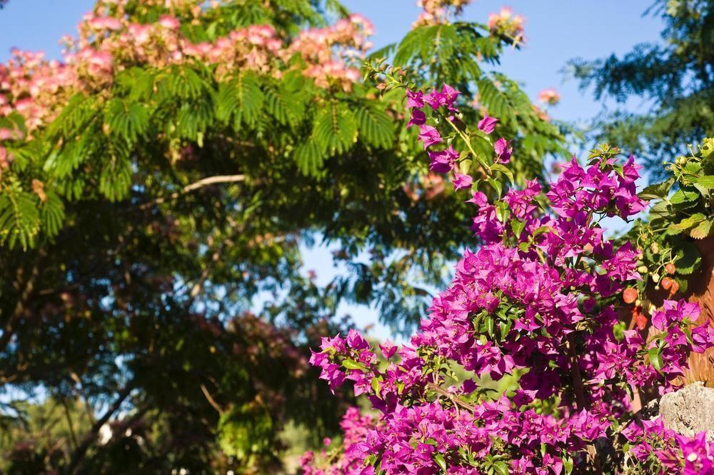 Hotel Poggio Del Sole Forio di Ischia المظهر الخارجي الصورة